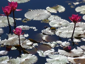 Lilies and Lotus